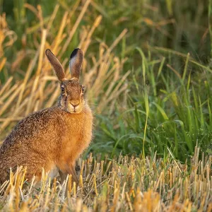 European hare (Lepus europaeus) European hare (Lepus europaeus)