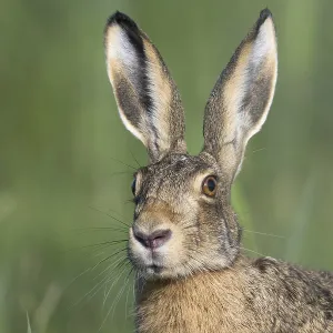 European hare (Lepus europaeus)