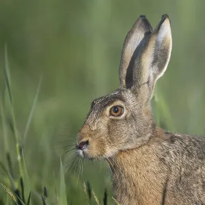 European hare (Lepus europaeus)
