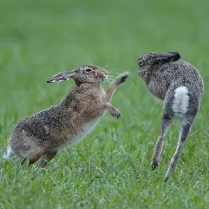 European Hare Pair Print, Lake Dmmer Germany European Hare Pair Print, Lake Dmmer Germany