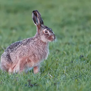 European Hare Print: Lake Dümmer, Germany European Hare Print: Lake Dümmer, Germany
