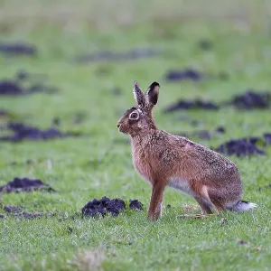 Lepus europaeus Lepus europaeus