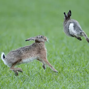 Lepus europaeus Lepus europaeus