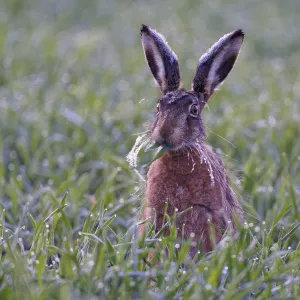 European Hare with Icebeard Print, Lake Dümmer, Germany European Hare with Icebeard Print, Lake Dümmer, Germany