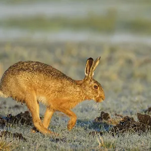 Léporid européen (Lepus europaeus) avec barbe de glace sur une prairie recouverte de givre. Léporid européen (Lepus europaeus) avec barbe de glace sur une prairie recouverte de givre.