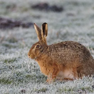 European Hare with Icebeard Print, Hoarfrost-Covered Meadow European Hare with Icebeard Print, Hoarfrost-Covered Meadow