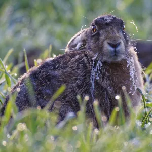 European Hare with Icebeard Print, Lake Dümmer, Germany European Hare with Icebeard Print, Lake Dümmer, Germany