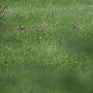 European hare (Lepus europaeus) in a meadow