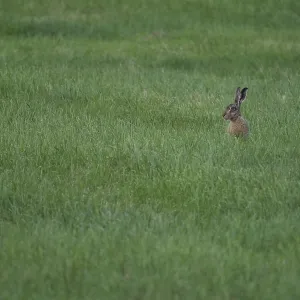 European hare (Lepus europaeus) in a meadow