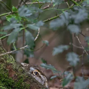 European hare (Lepus europaeus) in the mug at the root of a copper beech