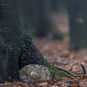 European hare (Lepus europaeus) in its nest on the trunk of a copper beech