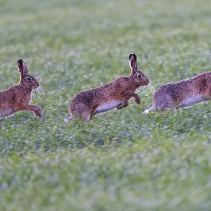 European Hare Pursuit Print, Lake Dümmer, Germany European Hare Pursuit Print, Lake Dümmer, Germany