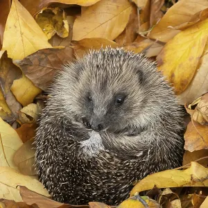 European hedgehog (Erinaceus europaeus) adult animal on fallen autumn leaves European hedgehog (Erinaceus europaeus) adult animal on fallen autumn leaves