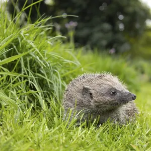European hedgehog (Erinaceus europaeus) adult animal on a garden grass lawn next to a patch of long grass European hedgehog (Erinaceus europaeus) adult animal on a garden grass lawn next to a patch of long grass