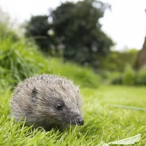 European hedgehog (Erinaceus europaeus) adult animal on a garden grass lawn in spring