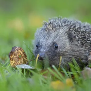 European hedgehog (Erinaceus europaeus) adult animal walking on a garden grass lawn in autumn