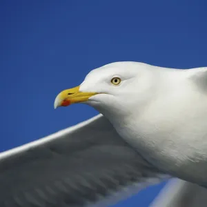 European herring gull (Larus argentatus) European herring gull (Larus argentatus)