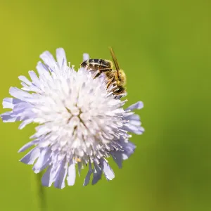 European honey bee (Apis mellifera) sitting on a flower