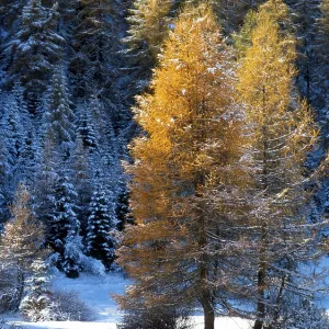 European Larch trees (Larix decidua)
