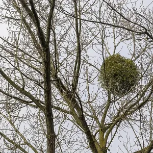 European mistletoe in a tree