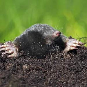 European Mole, Common Mole or Northern Mole (Talpa europaea) in a molehill on a green meadow European Mole, Common Mole or Northern Mole (Talpa europaea) in a molehill on a green meadow
