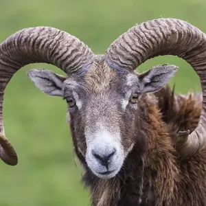 European mouflon (Ovis orientalis musimon) European mouflon (Ovis orientalis musimon)