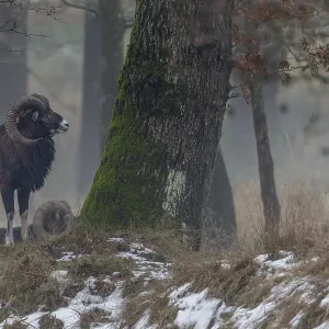 A European mouflon ram (Ovis gmelini) on a cloudy winter day A European mouflon ram (Ovis gmelini) on a cloudy winter day
