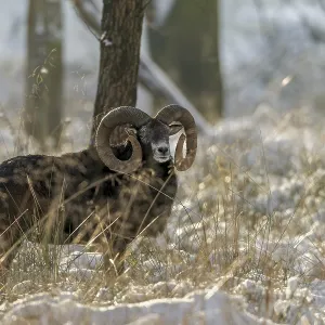 A European mouflon ram (Ovis gmelini) with impressive snails in a snow-covered beech forest A European mouflon ram (Ovis gmelini) with impressive snails in a snow-covered beech forest