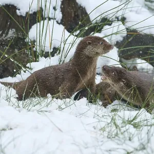 European Otter Print, Two Animals in Snow European Otter Print, Two Animals in Snow