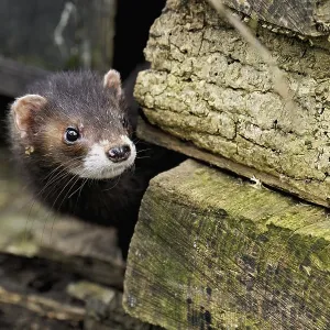 European polecat (Mustela putorius)