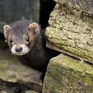 European polecat (Mustela putorius) European polecat (Mustela putorius)