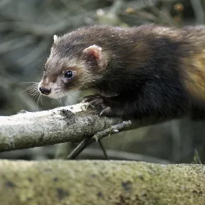 European polecat (Mustela putorius) European polecat (Mustela putorius)