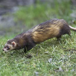 European polecat (Mustela putorius) European polecat (Mustela putorius)