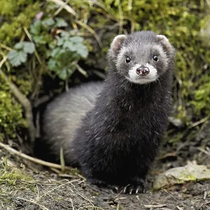 European polecat (Mustela putorius)