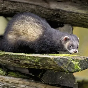 European polecat (Mustela putorius) also called ferret
