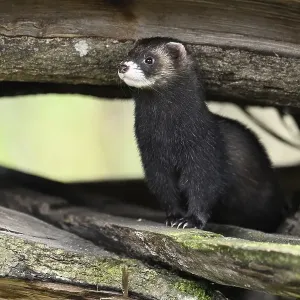 European polecat (Mustela putorius) also called ferret