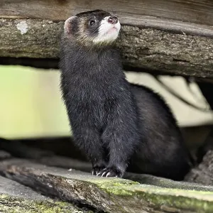 European polecat (Mustela putorius) also called ferret European polecat (Mustela putorius) also called ferret