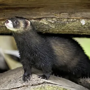 European polecat (Mustela putorius) also called ferret