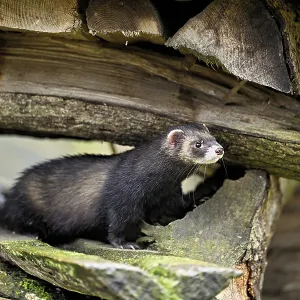 European polecat (Mustela putorius) also called ferret European polecat (Mustela putorius) also called ferret
