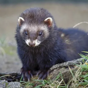 European Polecat (Mustela putorius) Enjoying the Sunshine