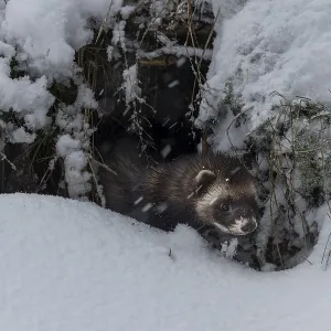 A European polecat (Mustela putorius) inspects a cave in search of prey