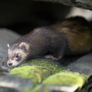 European polecat (Mustela putorius) also known as ferret