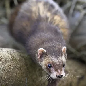 European Polecat Print, Switzerland