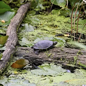 European pond turtle (Emys orbicularis) sitting on tree trunk