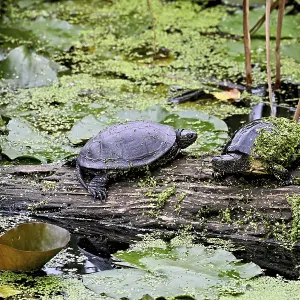 Two European pond turtles (Emys orbicularis) sitting on tree trunk