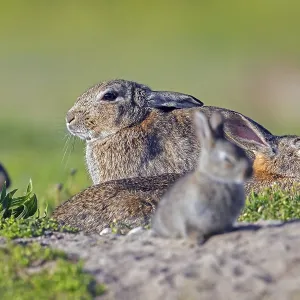 European Rabbits with Young in Summer Warren Print