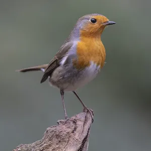 European robin (Erithacus rubecula) European robin (Erithacus rubecula)