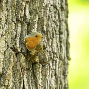 European robin (Erithacus rubecula) sitting on the bark of a tree trunk