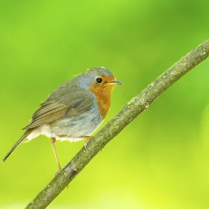 European robin (Erithacus rubecula) sitting on a branch