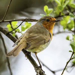 European Robinin in his environment